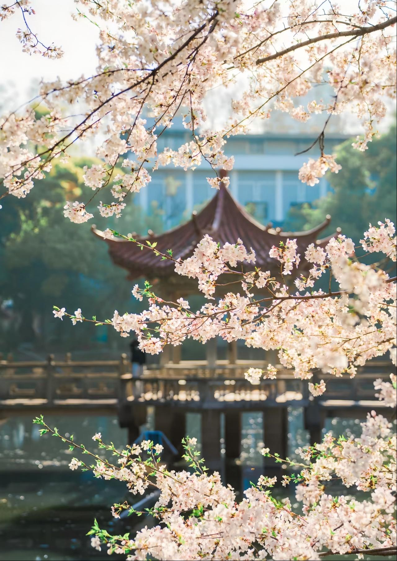樱花林2